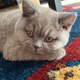 Image for article titled A Definitive Ranking of All the Jezebel Pets, As Judged by 3 Kids